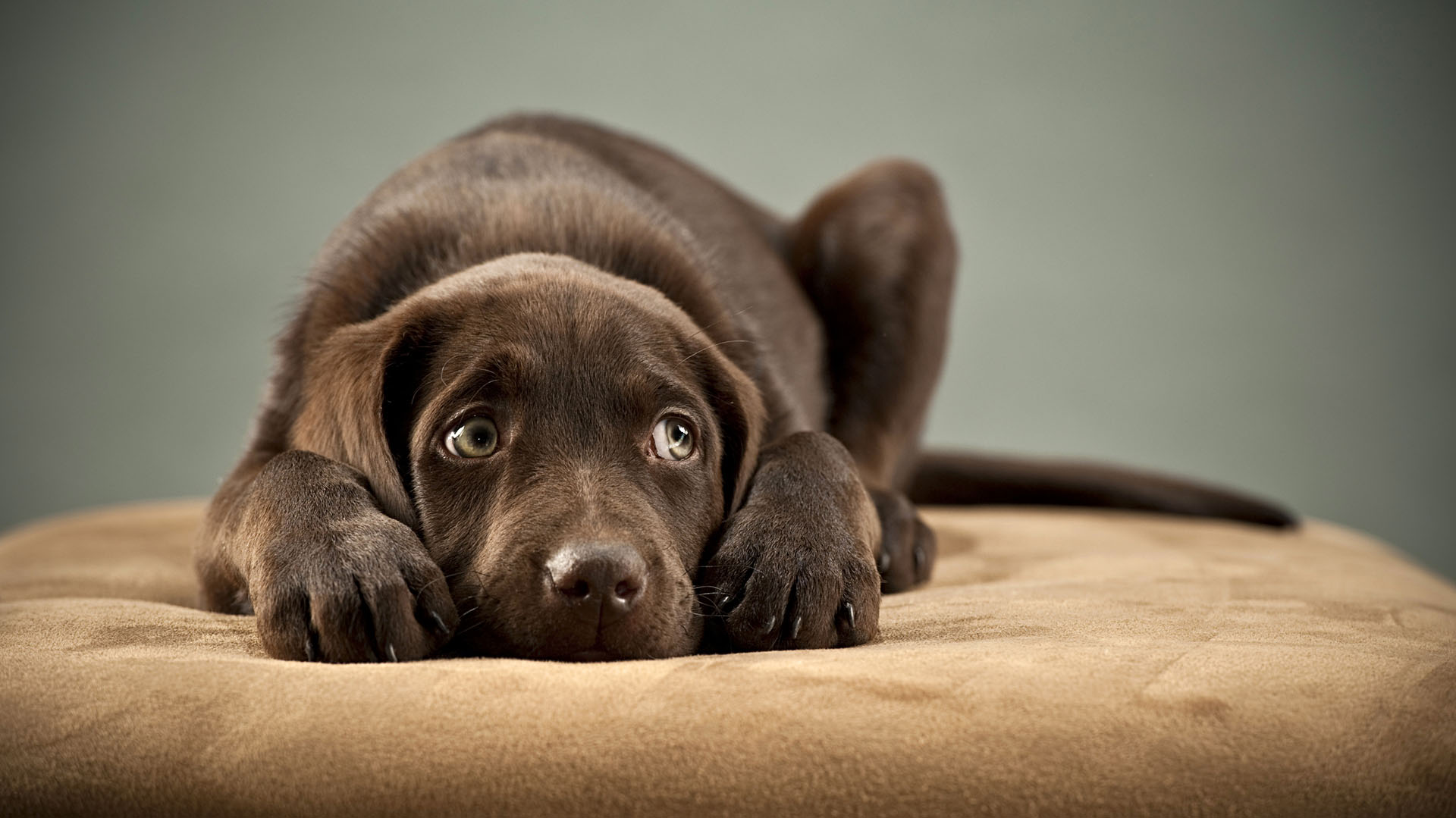 Puppy blocking its ears and looking up