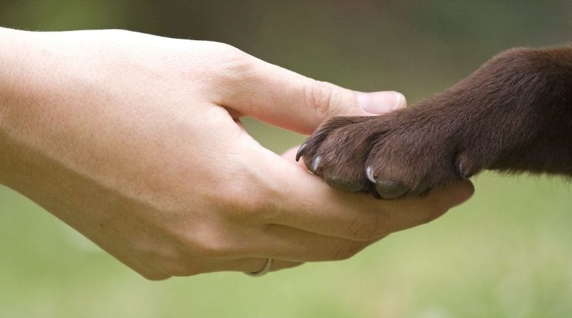 Beatriz Dattoli: “A los animales nunca se los había considerado como sujetos de derecho no humano”