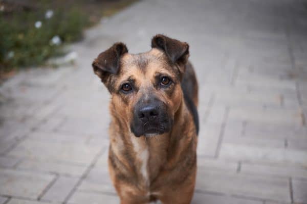 Emilio Bigiotti: “Los perros son seres de percepción”